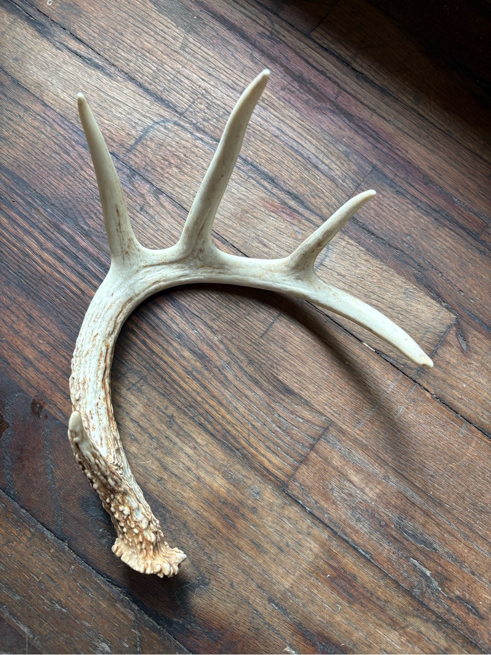 Naturally Shed Whitetail Deer Antler- Rustic Home  Decor